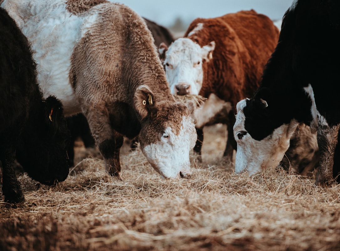 Grazing dairy cattle on quality pasture